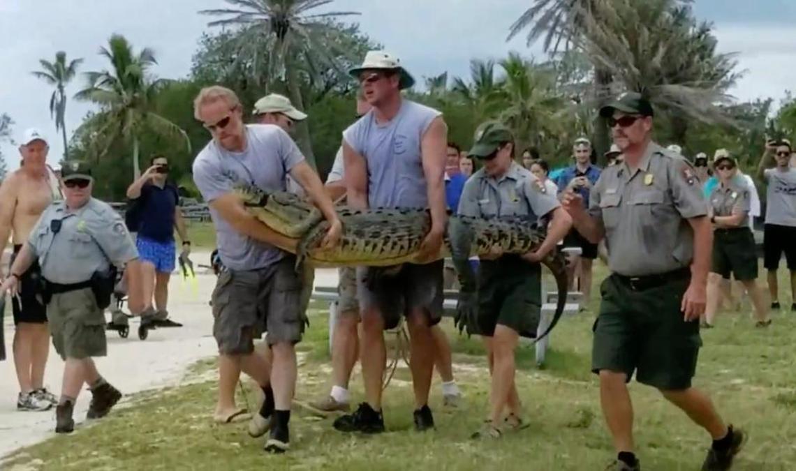 Staffers with Dry Tortugas National Park, assisted by state wildlife experts, haul off a crocodile that had lived in the waters near Fort Jefferson for some 14 years. The reptile, the lone croc in the Dry Tortugas, some 70 miles west of Key West, was relocated to Everglades National Park.