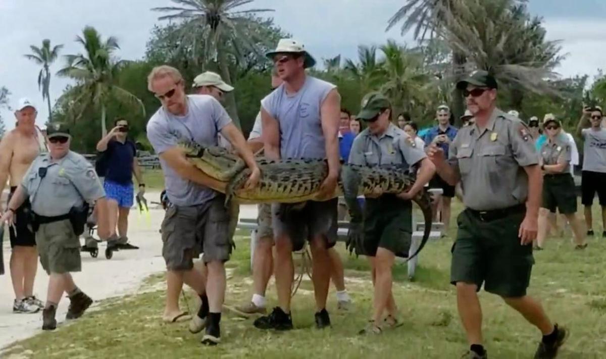 Staffers with Dry Tortugas National Park, assisted by state wildlife experts, haul off a crocodile that had lived in the waters near Fort Jefferson for some 14 years. The reptile, the lone croc in the Dry Tortugas, some 70 miles west of Key West, was relocated to Everglades National Park.