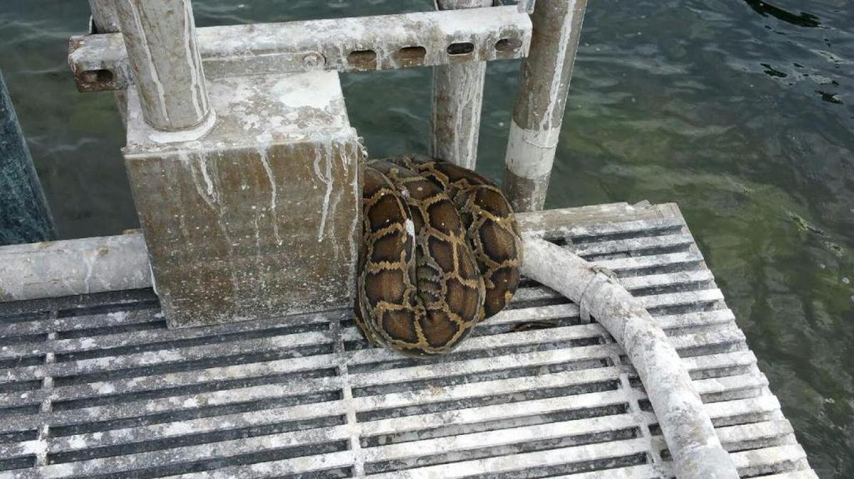 A kayaker found this 9-foot python coiled around part of a South Florida Water Management District research platform in Biscayne Bay in November. District python catcher Bobby Hill was able to snag the snake the next day. The snake is now being used to educate the public about the invasive snakes.