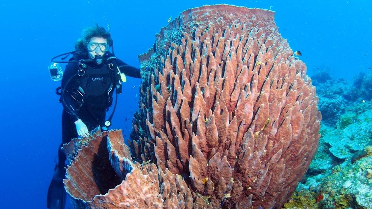 
University of North Carolina researcher Lindsey Deignan helped study giant barrel sponges off Key Largo. A new study found the sponges have increased by 122 percent over the last 12 years.
