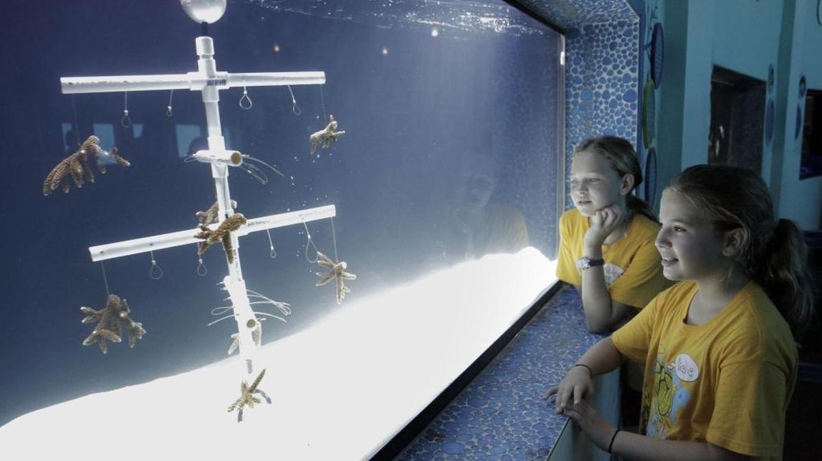 Camp Seaquarium campers Maddie Volpe, 10, right, and Madison Lord, 11, rear, check out the new Miami Seaquarium coral restoration exhibit presented by the Seaquarium and University of Miami’s Rosentiel School of Marine and Atmospheric Science.