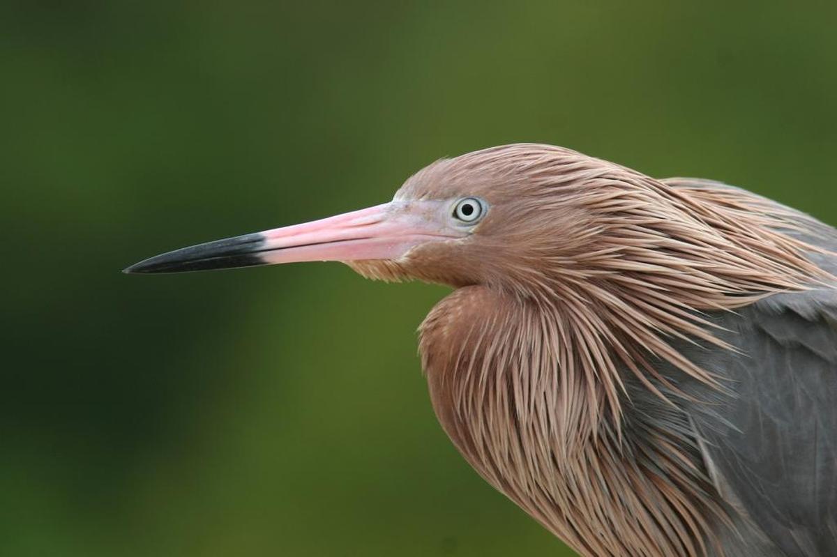 Reddish egrets have been added to the list of birds tracked to help manage restoration efforts in Florida Bay.