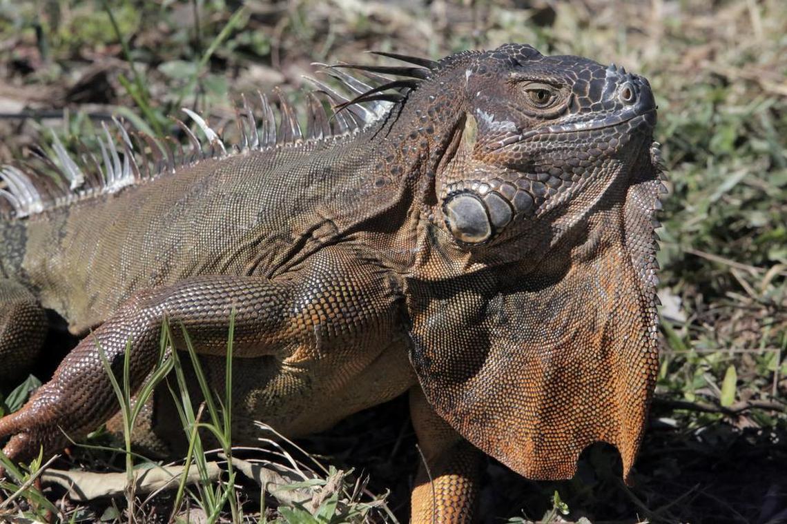 A male iguana, whose skin turns orange during mating season, sunned himself on Virginia Key.
