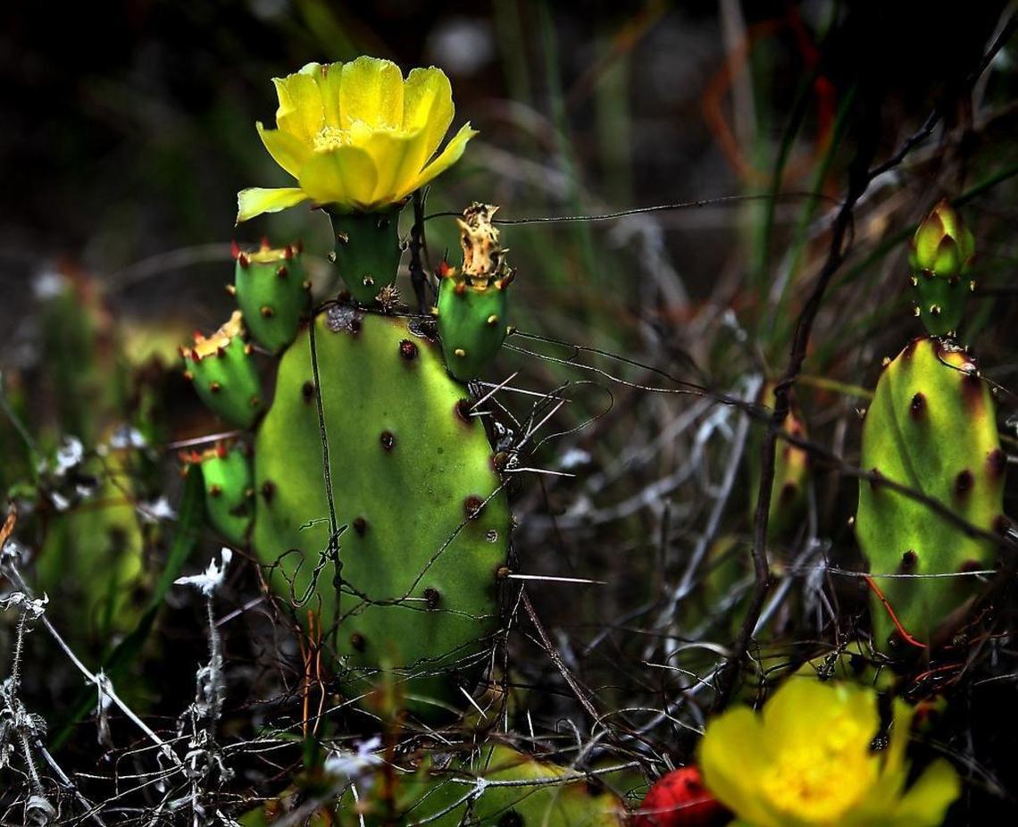 The Florida prickly pear cactus is the state’s most common cactus and one of the largest blooming flowers in pine rockland.