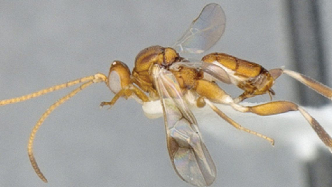 Cuban entomologist Jose Fernandez-Triana has discovered four new Florida wasps that help control pests and pollinate plants. He named this one for former Marlins player Ichiro Suzuki.