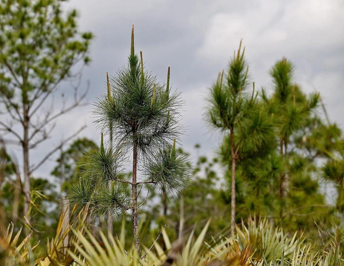 New pines grow among old at Larry and Penny Thompson Park near Zoo Miami, which was restored a decade ago after Hurricane Andrew and bark beetles killed nearly all the trees and invasive Burma reed took over.