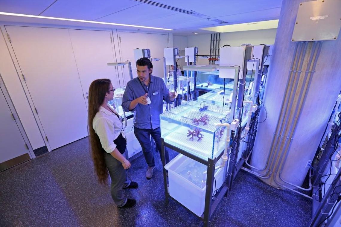 Rivah Winters, a Frost Museum of Science curator and inventor-in-residence, and Andrew Baker, an associate professor of marine biology and ecology at the University of Miami’s Rosenstiel School of Marine and Atmospheric Science, are stress-testing coral in a new museum lab. Over the coming months, the corals will be planted on reefs off Key Biscayne and Miami Beach as part of a new reef restoration strategy aimed at fending off increasing bleaching events.