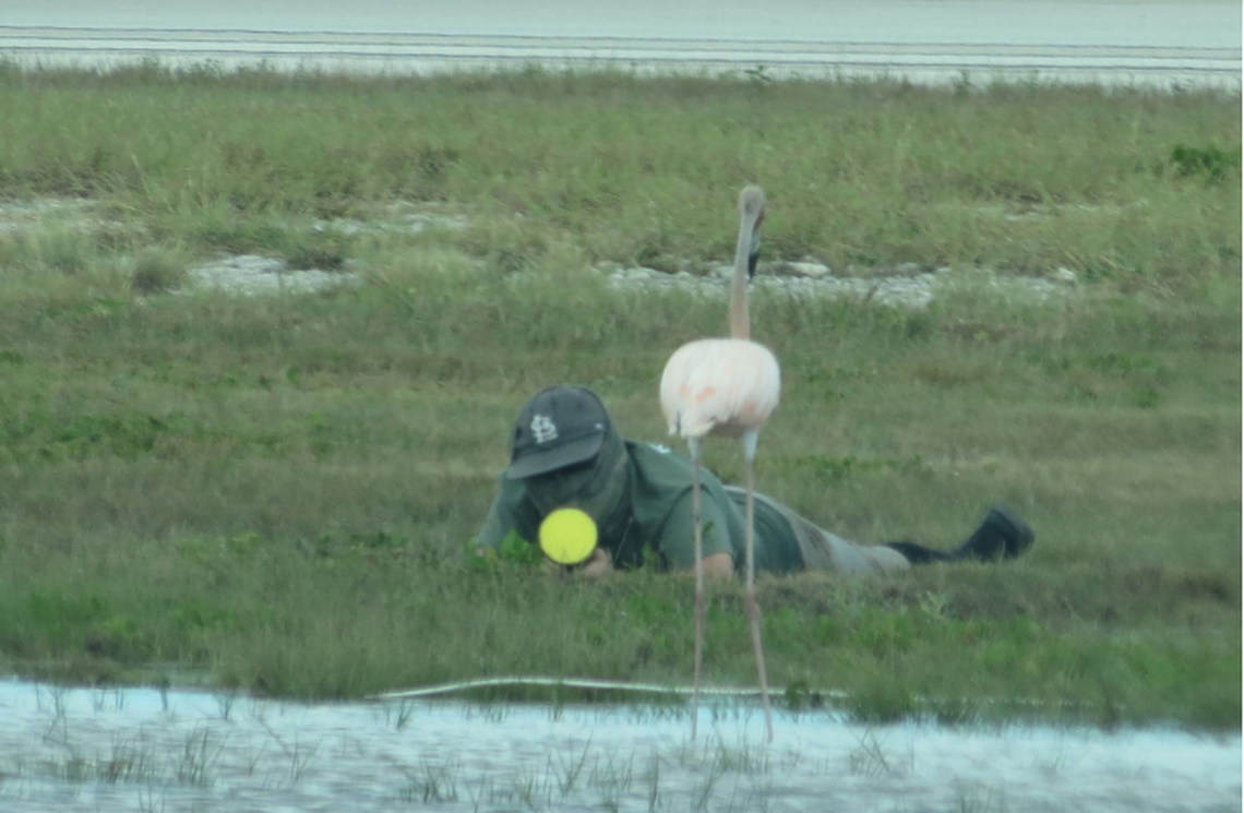 Tom Sweets, of the Key West Wildlife Center, aims a net gun at Conchy, a flamingo that scientists captured and tagged to better understand how flamingos live in Florida Bay.