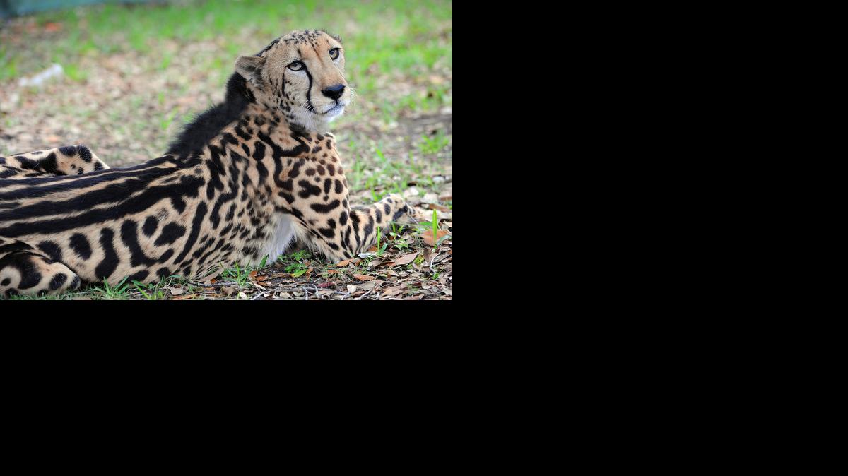 
King George, the rare king cheetah who lived at Zoo Miami for nearly 16 years.
