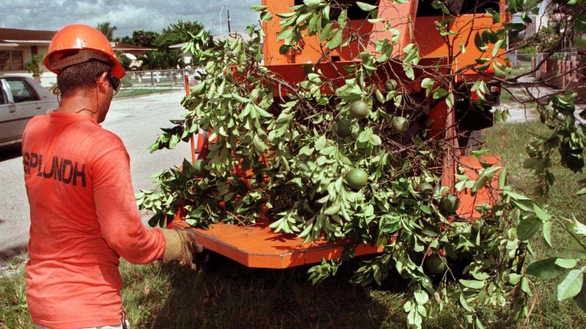 A work crew mulches a citrus plant in Hialeah in 1997, the early stages of South Florida’s canker war.