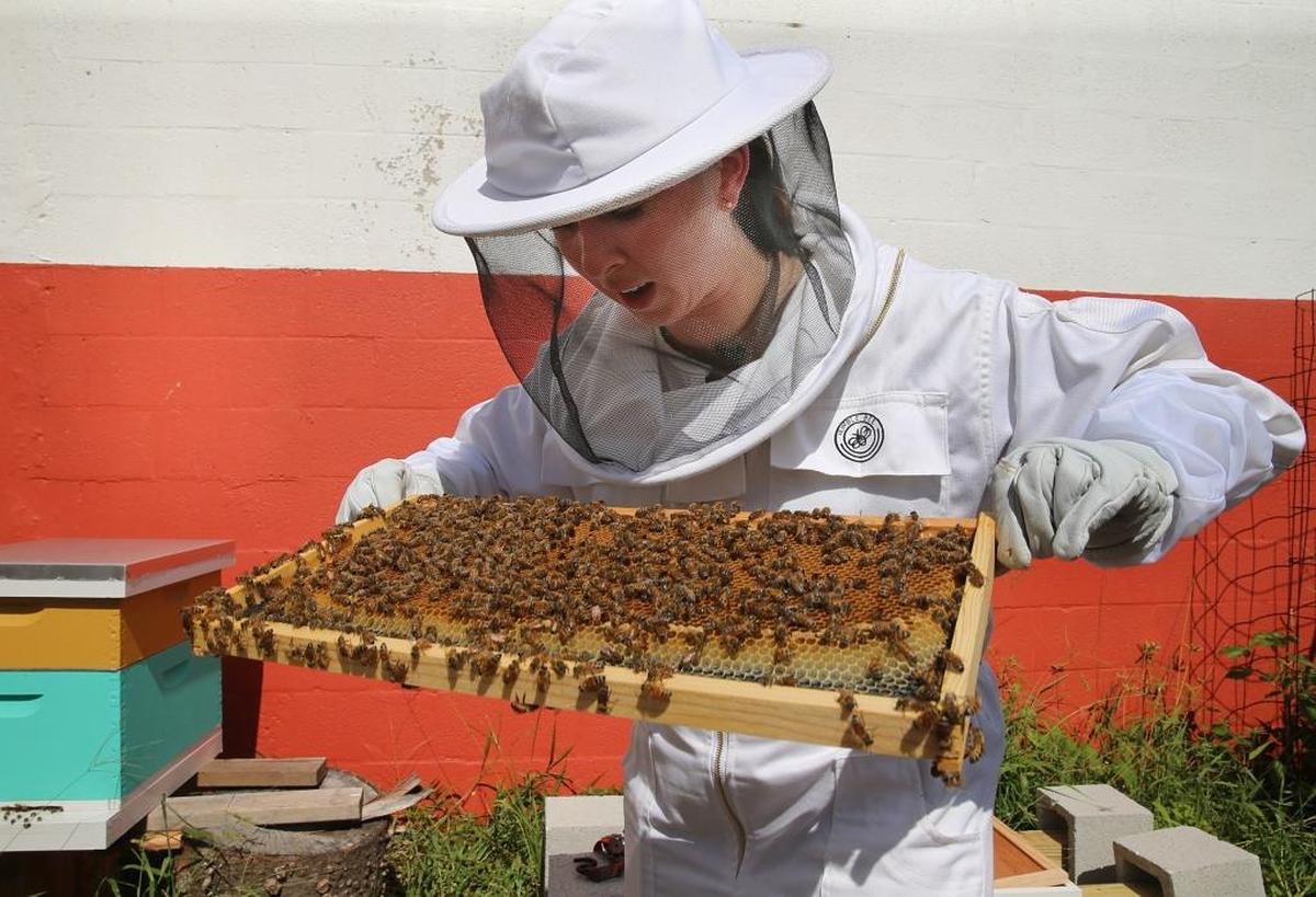 Beekeeper Danielle Bender checks her beehive in Little Haiti. She is one of the winners of a Public Space Challenge grant to install public beehives in urban areas.