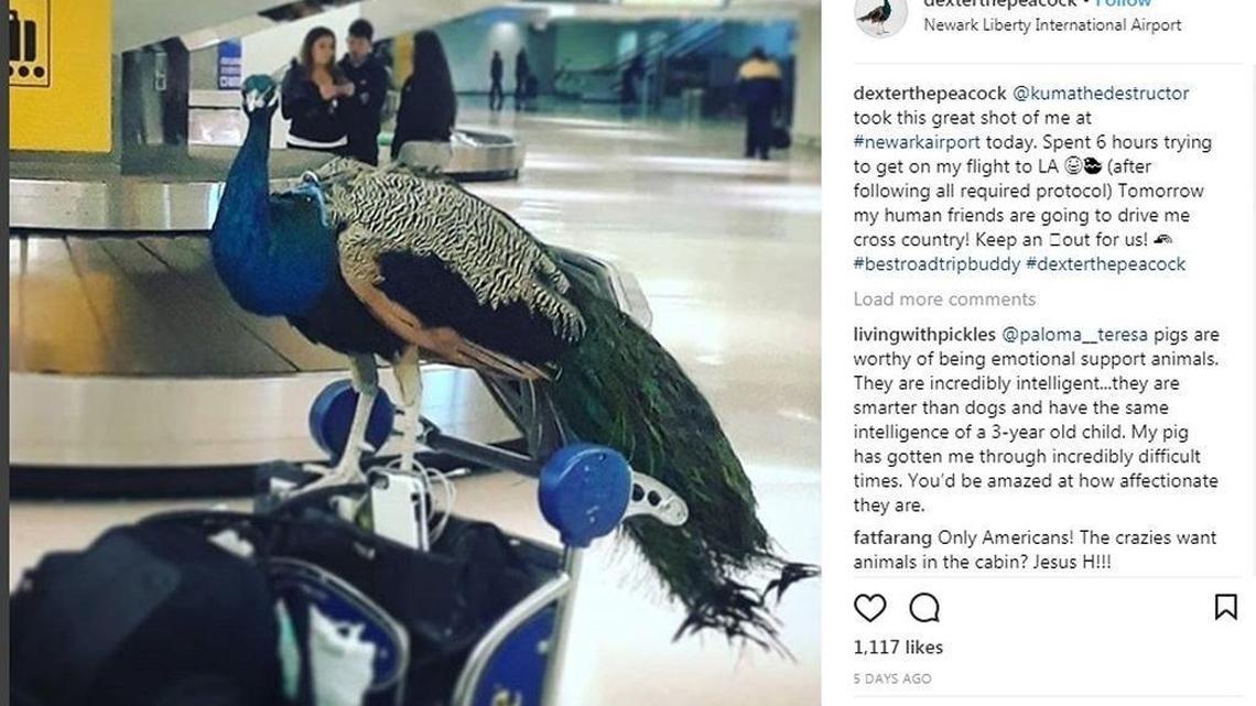 Dexter the peacock at Newark International Airport — where his worldwide infamy as an “emotional support peacock” began in January.