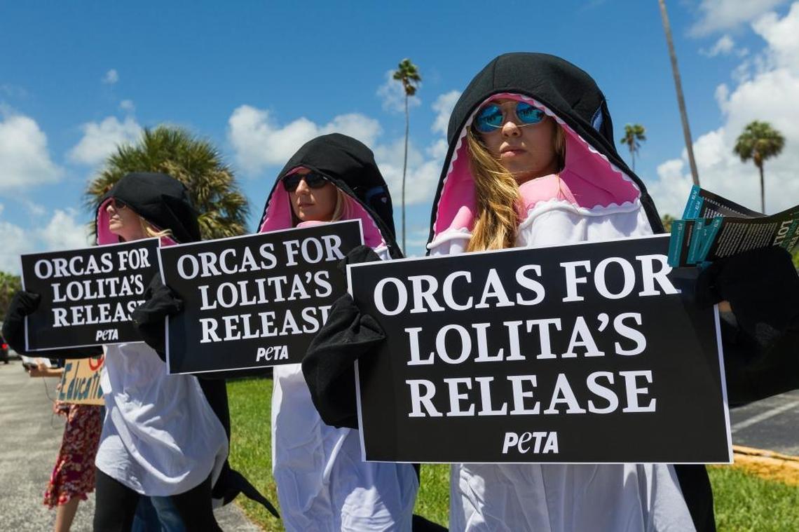 Kiara Benac, 21, from Coral Gables, wears a whale costume and holds up signs during a protest outside of the Miami Seaquarium on Tuesday. The protest was held to mark the anniversary of Lolita the killer whale's capture from the Puget Sound 47 years ago.