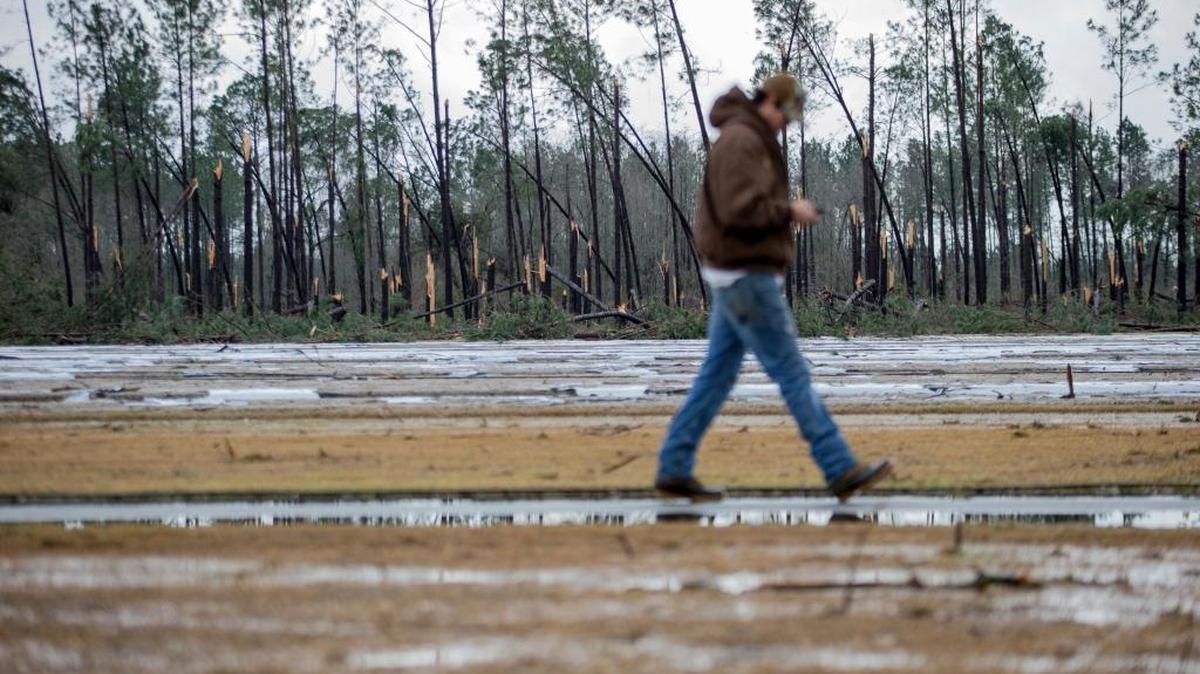 A man walks by a row of trees that was damaged by a tornado, Sunday, Jan. 22, 2017, in Adel, Georgia.