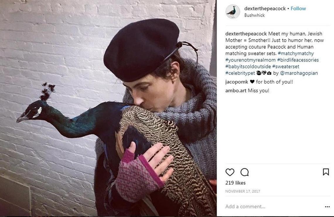 Dexter the peacock and Brooklyn artist Ventiko pose for an Instagram shot in November 2017.