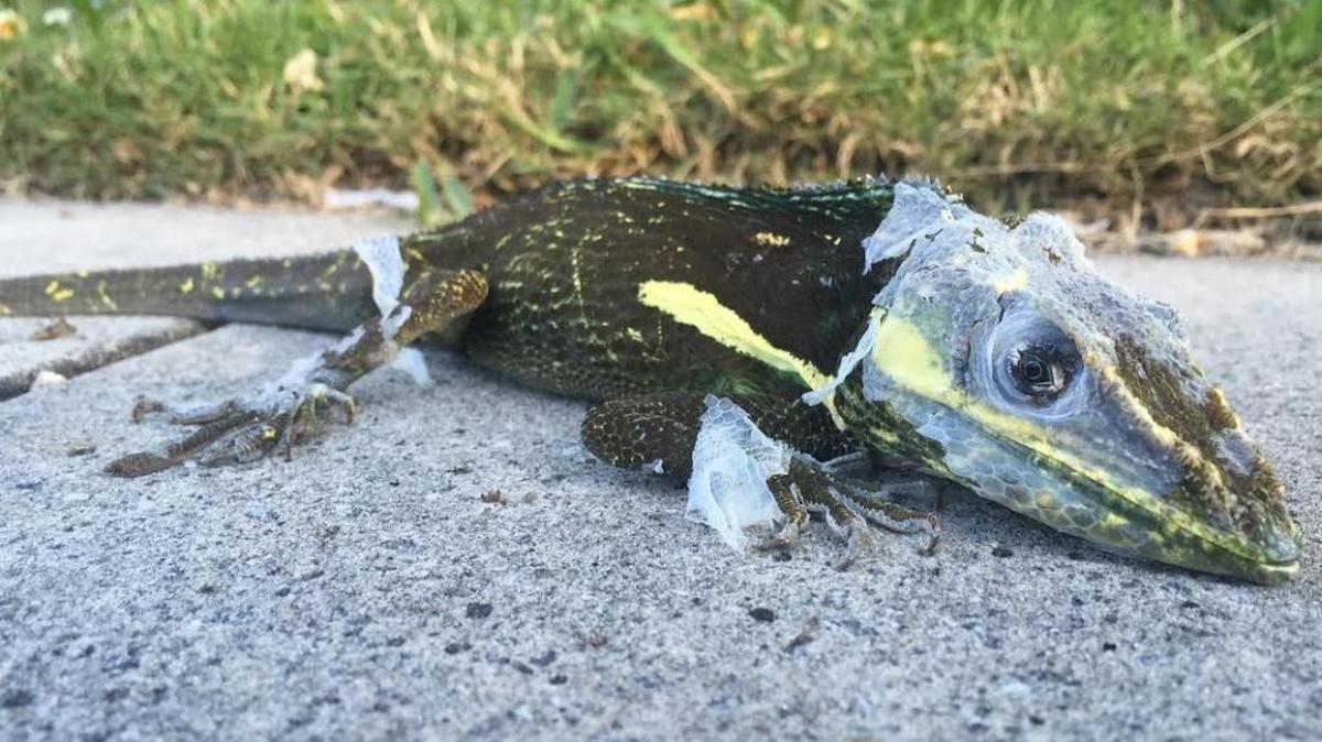 A Knight Anole lizard lays numb from the cold temperatures on a sidewalk in Miami Shores early Sunday morning.