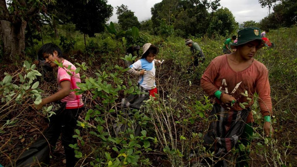 In this June 20, 2015 photo, youth pick coca leaves in Samugari, Peru. Most of the residents of the area depend on coca production for a living. The number of Latin American youths who neither work or study grew to 20 million during the past decade, according to a World Bank study.