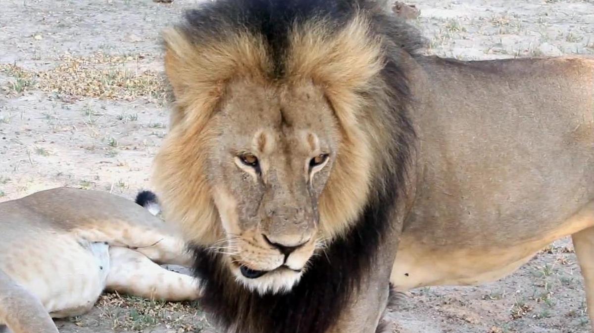 
FILE - In this image takem from a November 2012 video made available by Paula French, a well-known, protected lion known as Cecil strolls around in Hwange National Park, in Hwange, Zimbabwe. Zimbabwe's wildlife minister says extradition is being sought for Walter Palmer, the American dentist who killed a Cecil.
