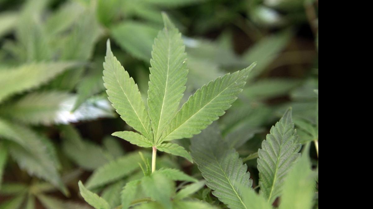 
This Feb. 1, 2011, photo shows medical marijuana clone plants at a medical marijuana dispensary in Oakland, Calif. The conversation about the decriminalization of small-time marijuana possession is evolving in South Florida. 
