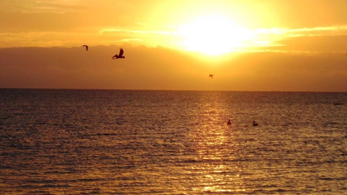 Dance of the pelicans at sunrise in Islamorada. This is how we do winter in Florida.