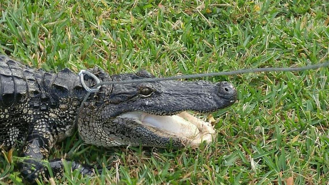 Trappers from the Florida Fish and Wildlife Conservation Commission wrangle an 8-foot alligator from the bottom of a Boca Raton family’s backyard pool.