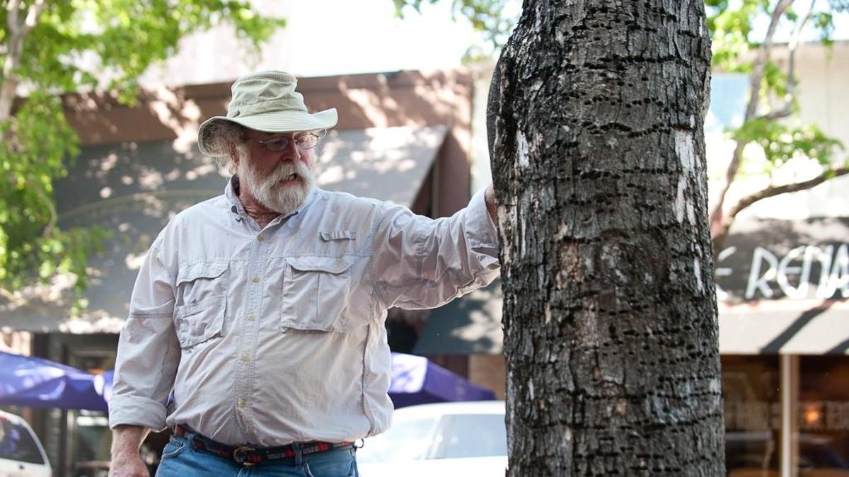 Bob Brennan, a Coconut Grove resident and chief arborist at Fairchild Tropical Botanic Garden, talks about trees in Coconut Grove.