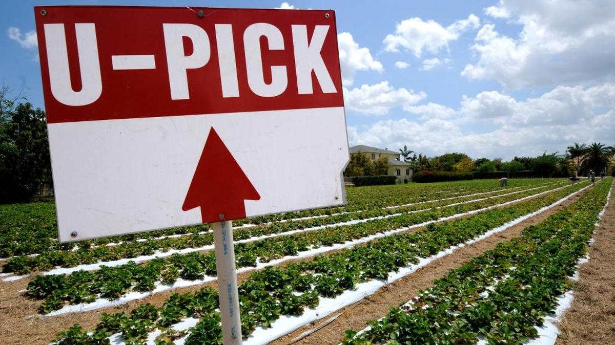 
DOWN ON THE FARM: Rows of strawberries are an attraction at Knaus Berry Farm in the Redland, 15980 SW 248th St., during season from November through mid April. Knaus Berry Farm has been owned and operated by members of the Knaus family for over 50 years. 
