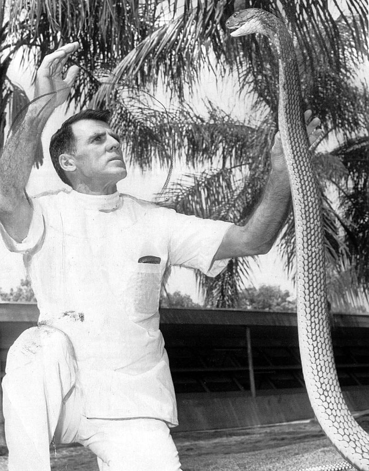 Bill Haast at his Miami Serpentarium sees eye-to-eye with a King Cobra in this 1967 file photo. Dr. James Vaughn treated Haast for 29 cobra bites.