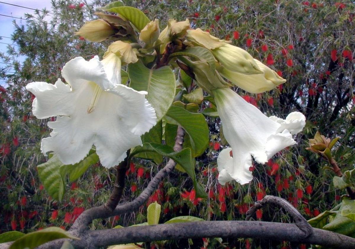 1. Easter lily vine