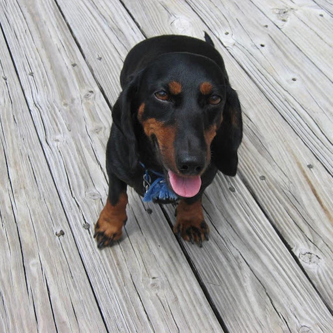 Lady the dachshund, the ‘vicious’ dog Fane Lozman was accused of harboring during a previous battle with municipal authorities.