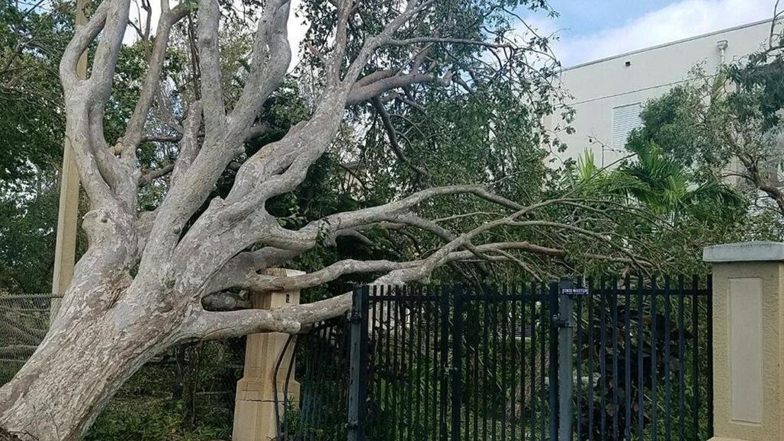 A tree leans on a fence at Shenandoah Middle School in the city of Miami. Power outages and downed trees are among the factors delaying a decision on when to reopen public schools.