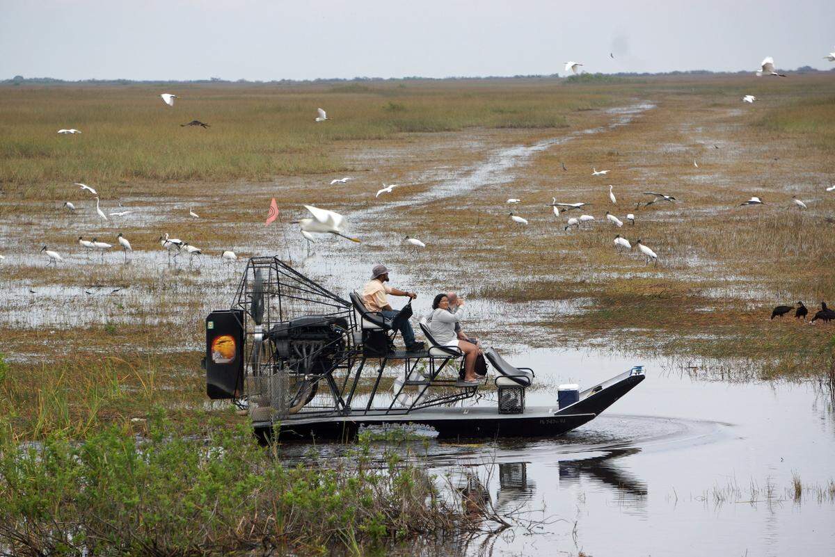 GLIMPSE OF GLADES: An airboat is surrounded by birds on the north side of Tamiami Trail Tuesday.
