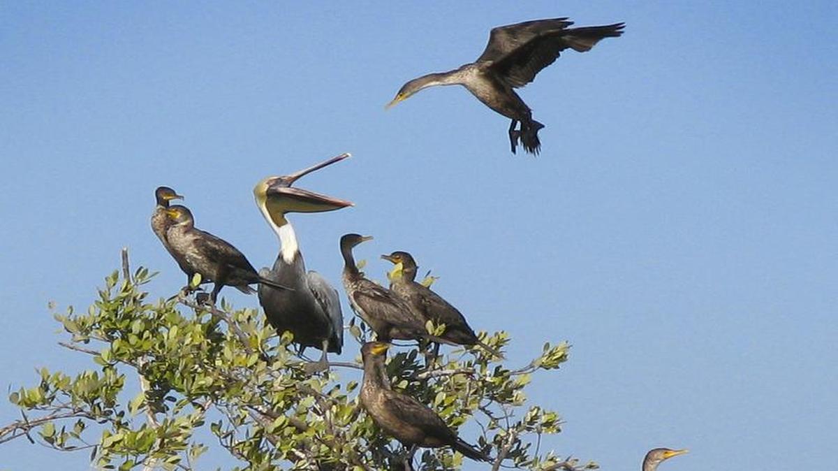 Everglades restoration could bring benefits to birds like these perched on a mangrove on Bradley Key in Everglades National Park.