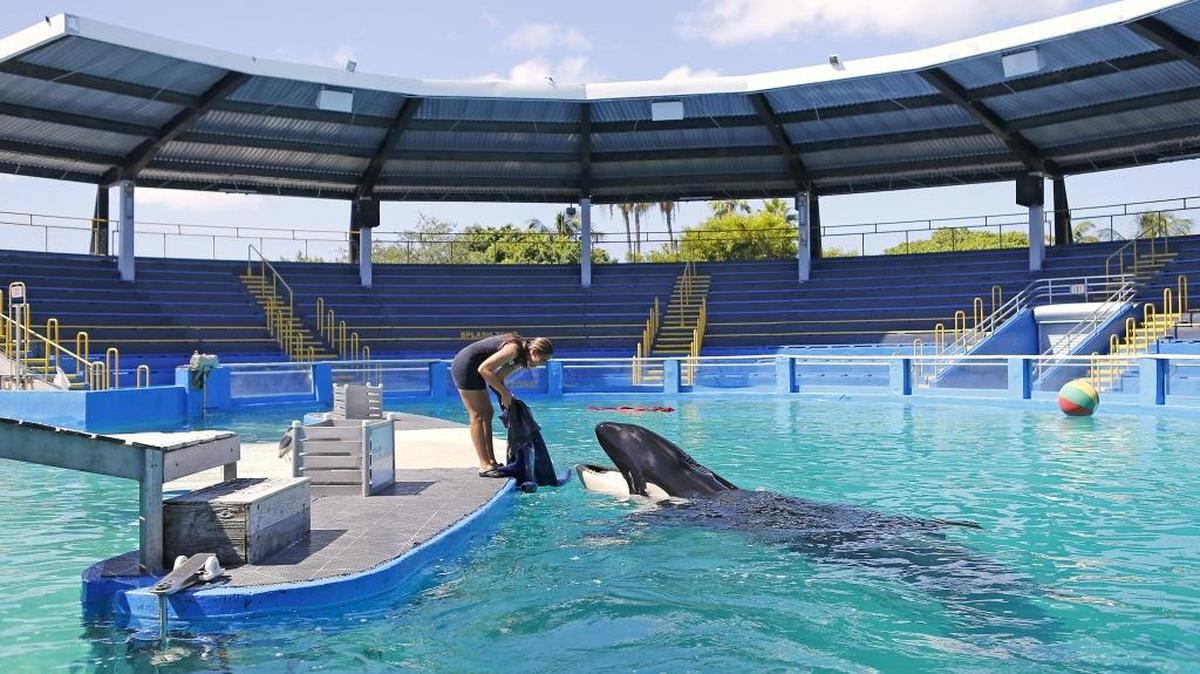 Marni Wood, manager of animal training at the Miami Seaquarium, works with Lolita the killer whale.