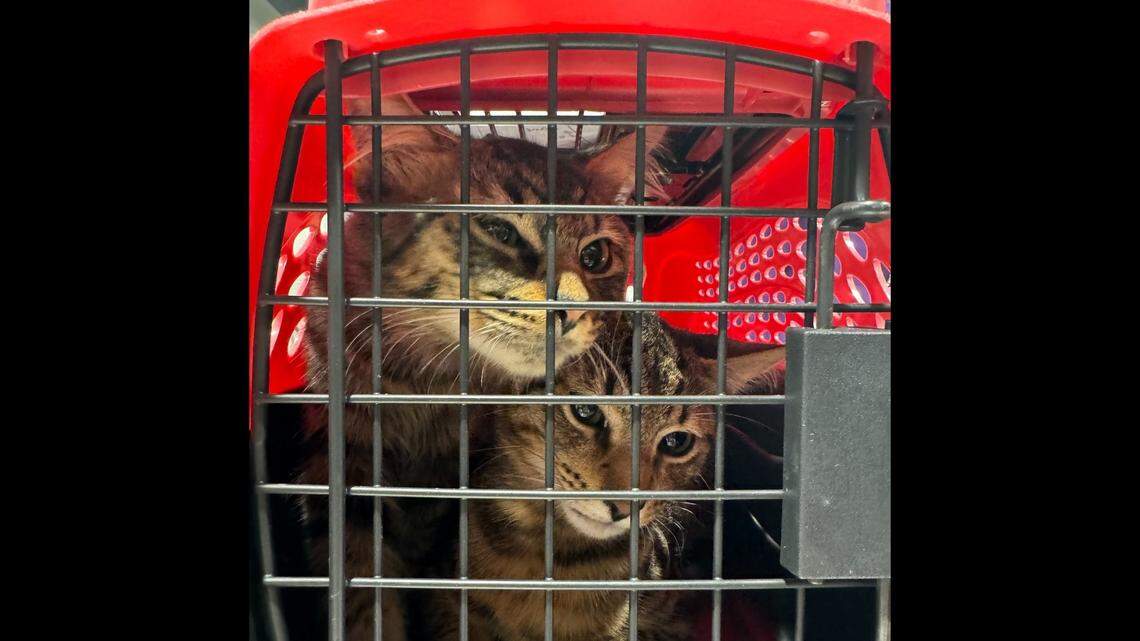 Adorable photos show kittens that were rescued from the trash in Florida.
