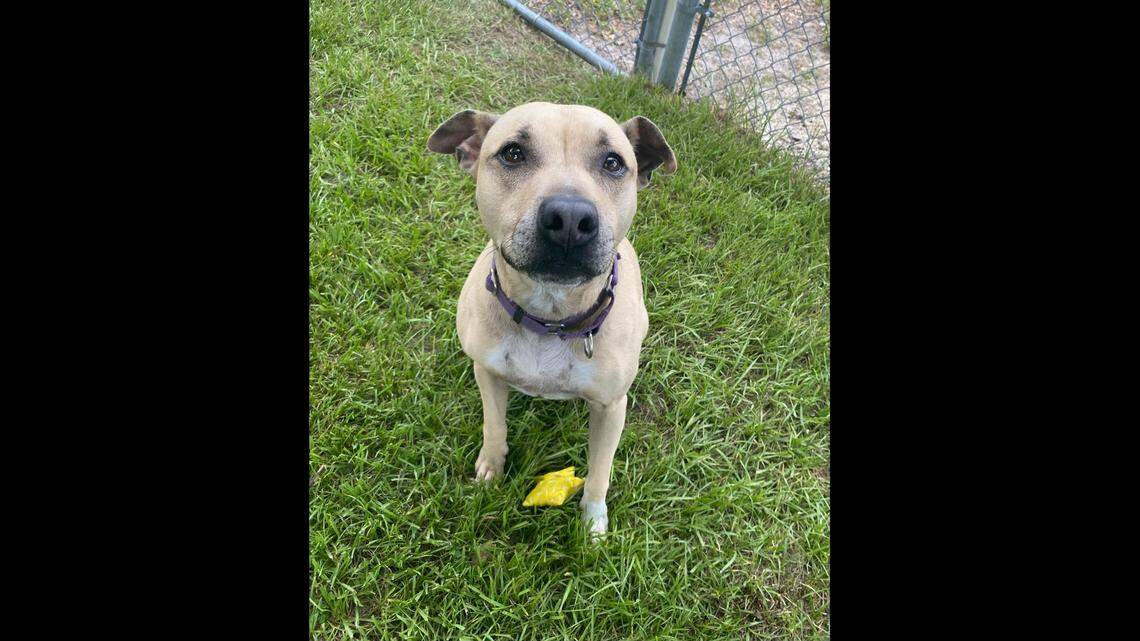 A Florida shelter dog has spent more than 600 days waiting for his luck to change.
