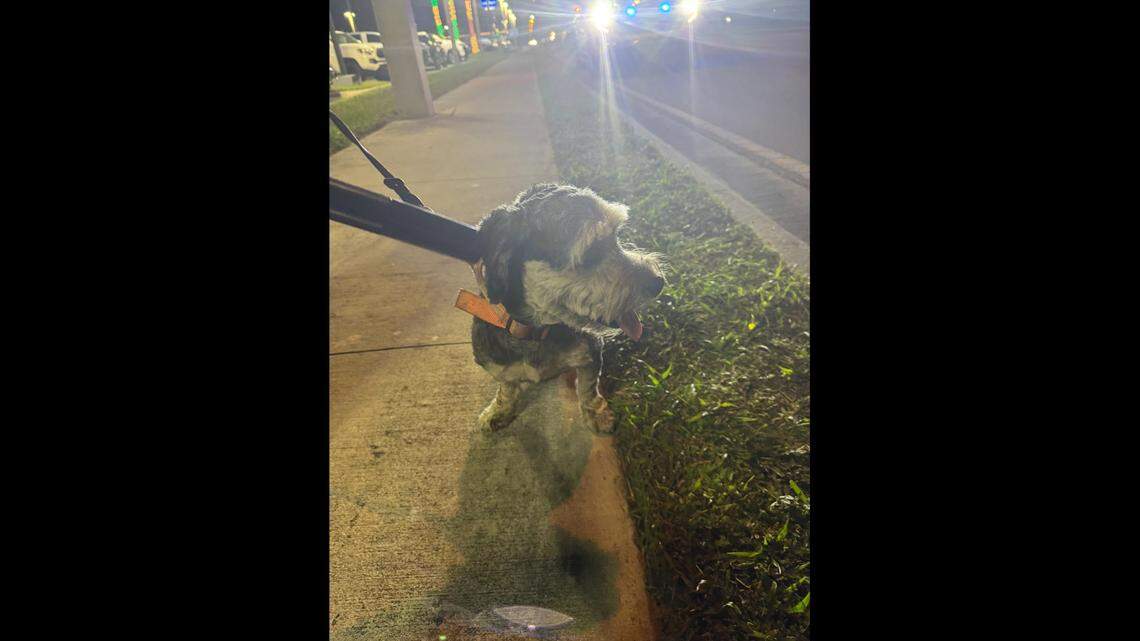 A dog stuck in a Florida storm drain made it to safety, deputies said.