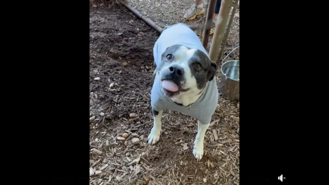 Queenie the dog was adopted after she spent more than two years in a Georgia shelter.