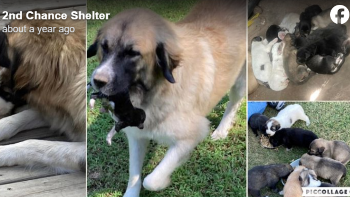 A mama dog was adopted after bringing her puppies to safety, an Alabama animal shelter said.