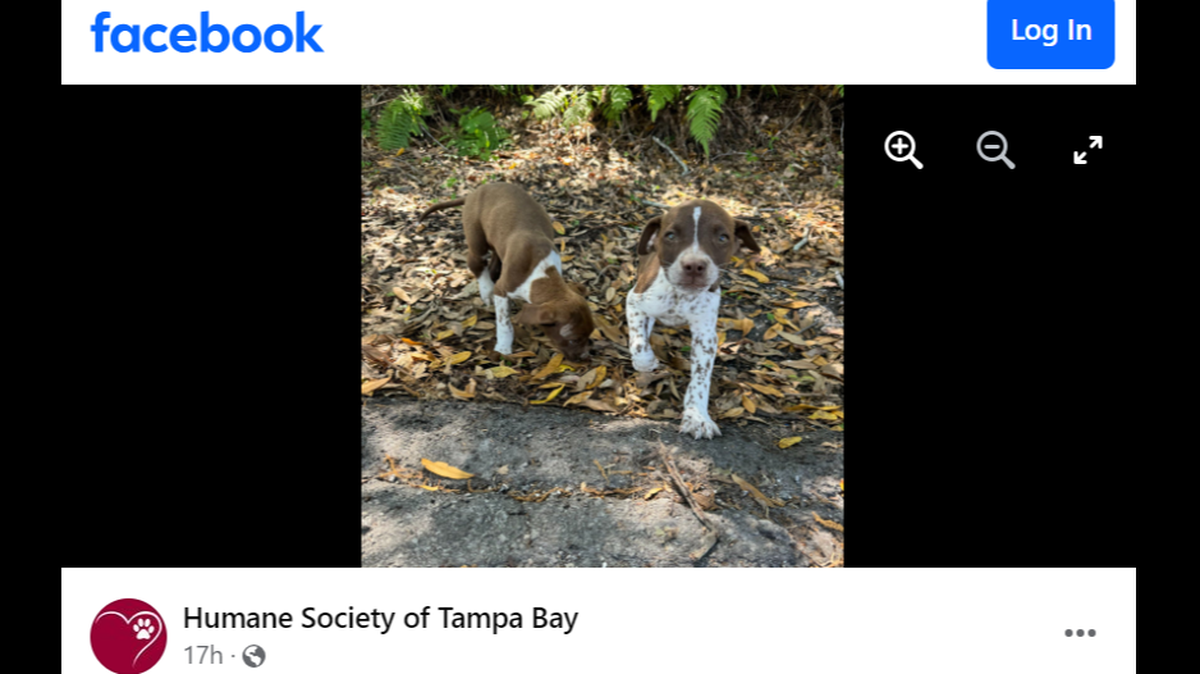 Two loving puppies were rescued after experiencing tragedy, a Florida shelter said.