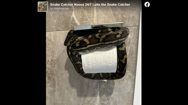 A carpet python with a sense of humor sneaked into someone’s bathroom in Australia and looped itself around their roll of toilet paper, photos show.