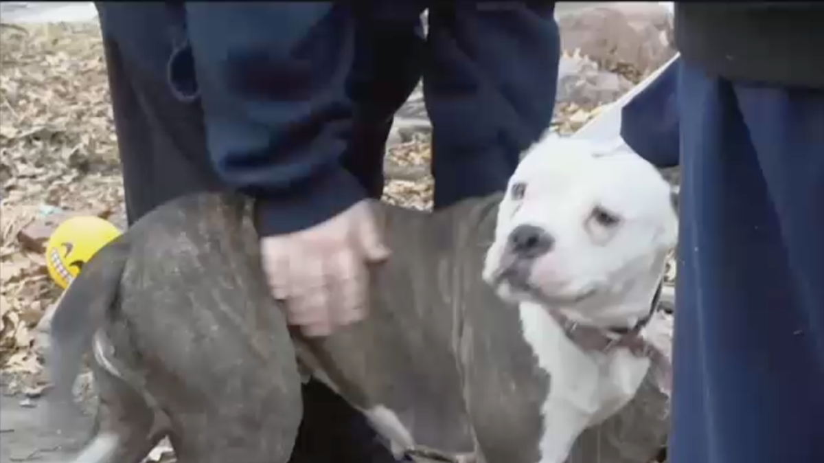 Shane, a 9-year-old from Lincoln, Nebraska, says his pit bull Baby Girl saved him from a masked intruder Wednesday afternoon while he was home alone.