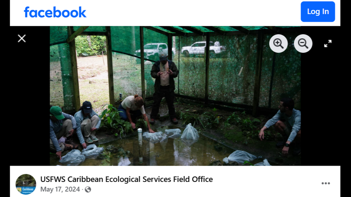 A consortium of zoos has been working to hatch and release endangered Puerto Rican crested toads, with the Jacksonville Zoo and Botanical Gardens announcing the recent release of over 24,000 tadpoles.
