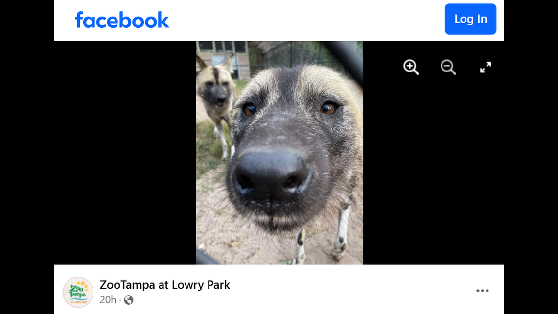 Monet, a 6-year-old endangered African wild dog who enjoyed cuddling with her siblings, has died at ZooTampa.