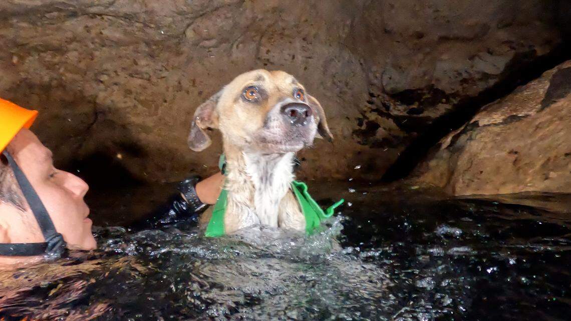 A dog named after “She Wolf” singer Shakira was rescued from a cave in Mexico, divers said.
