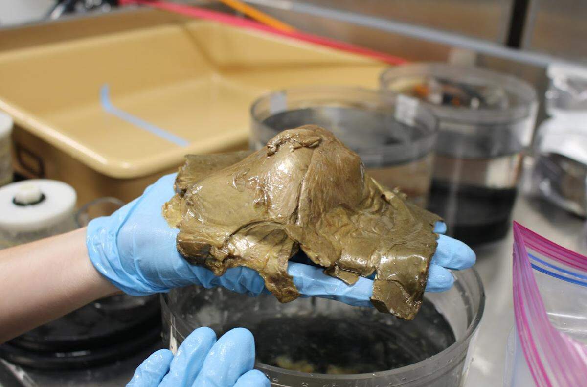 This unidentified specimen, photographed in the wet lab of NOAA Ship Okeanos Explorer, was found by NOAA Ocean Exploration in the Gulf of Alaska.