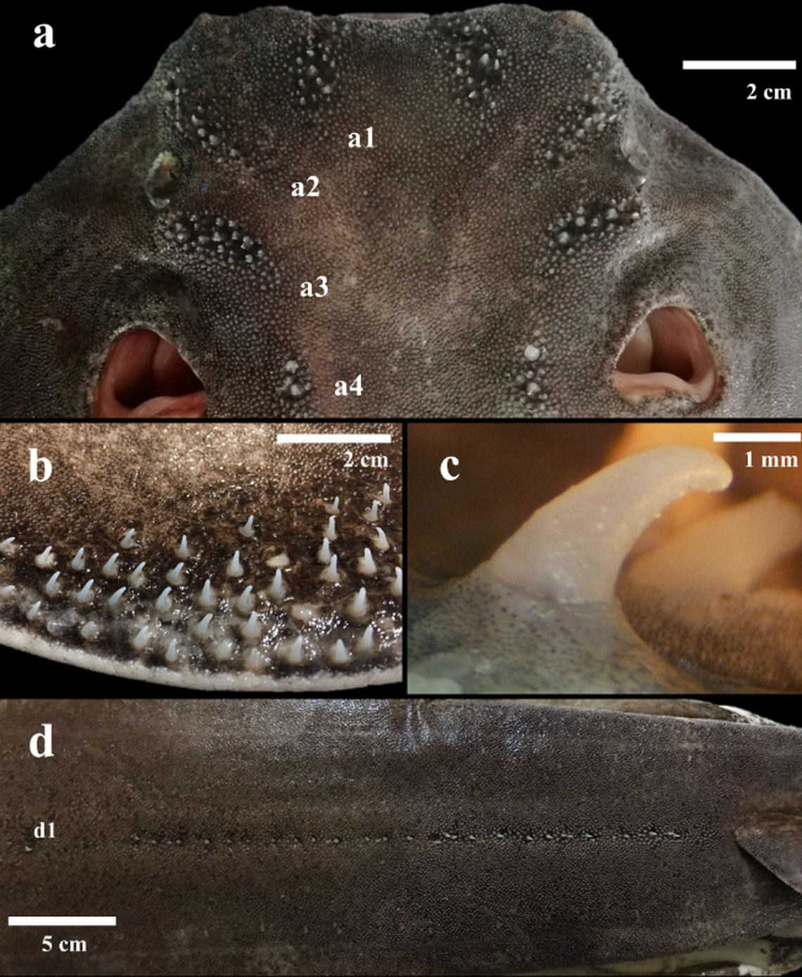 The angel sharks have small “hook-like” thorns on the top of their head and bodies, researchers said.