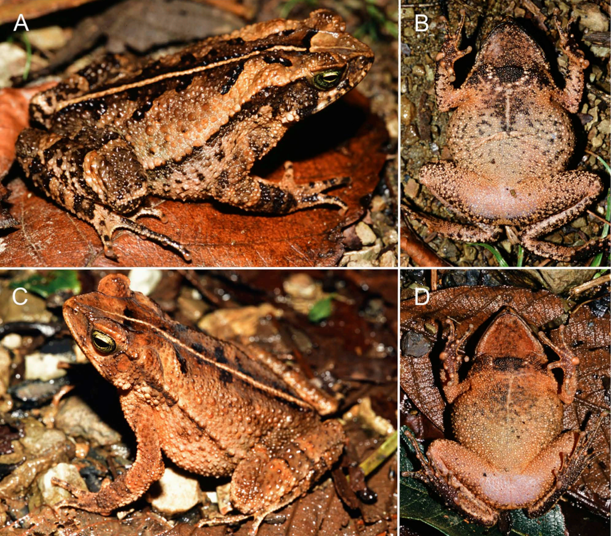 The species was named Rhinella kuka after the Quechuan word for the coca plant, researchers said.