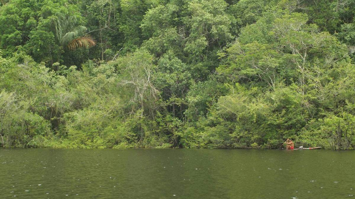 A new species of long-tailed tiger-cat was recently discovered in South America, researchers said.