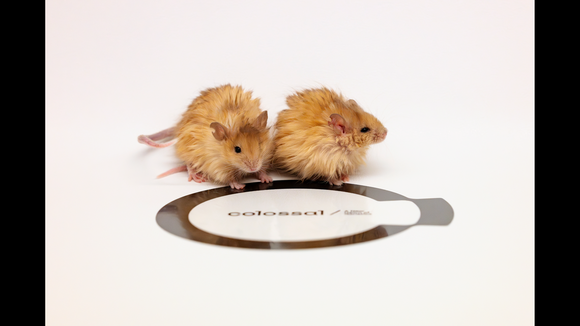 Tech startup Colossal Biosciences announced it has created “woolly mice,” gene-edited lab mice that display “mammoth-like traits.”